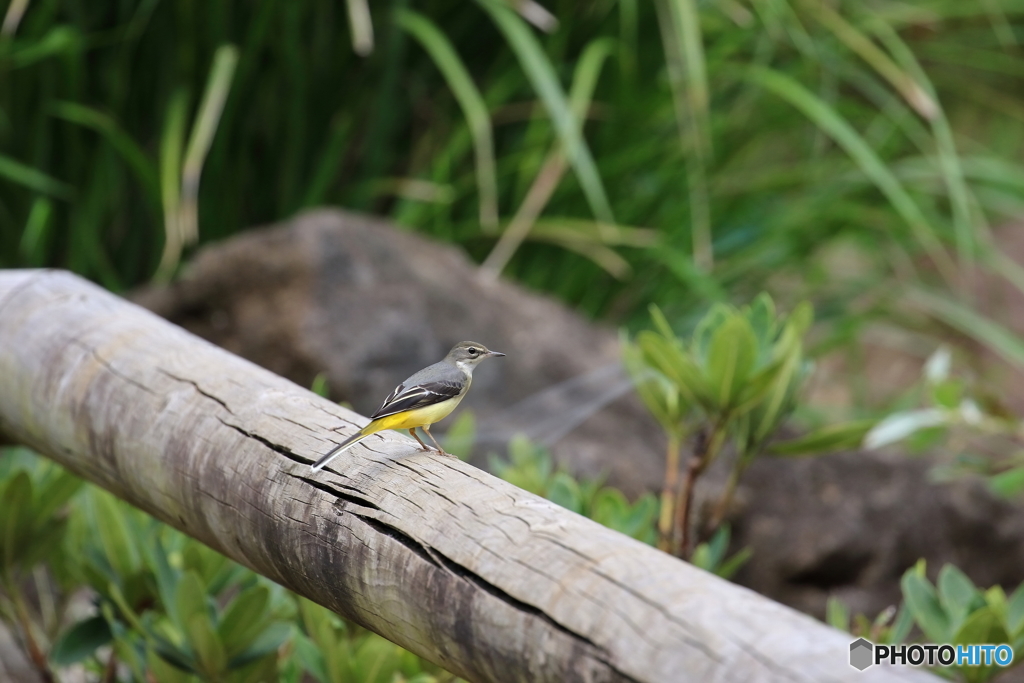 野鳥