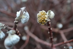 街の花