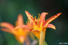 街の花
