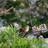 野鳥