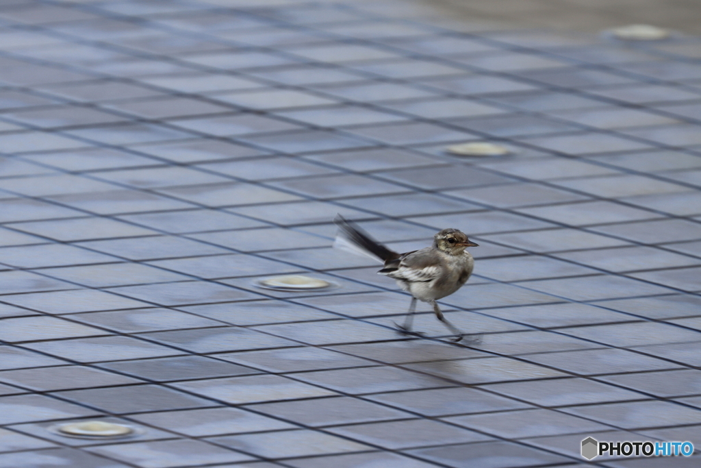 野鳥