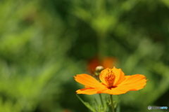 街の花