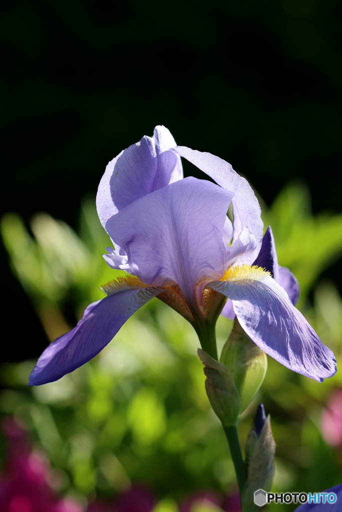 街の花