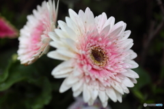 街の花
