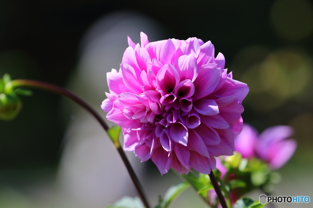 街の花