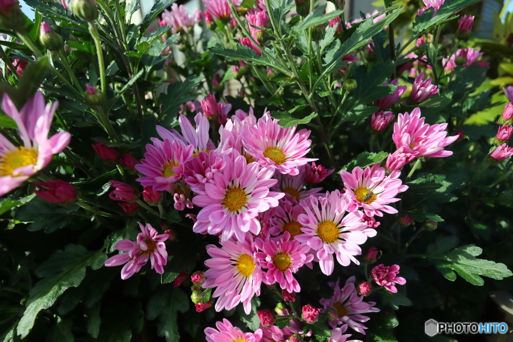 街の花