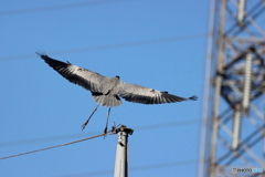 野鳥