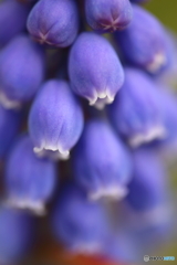 街の花