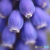 街の花
