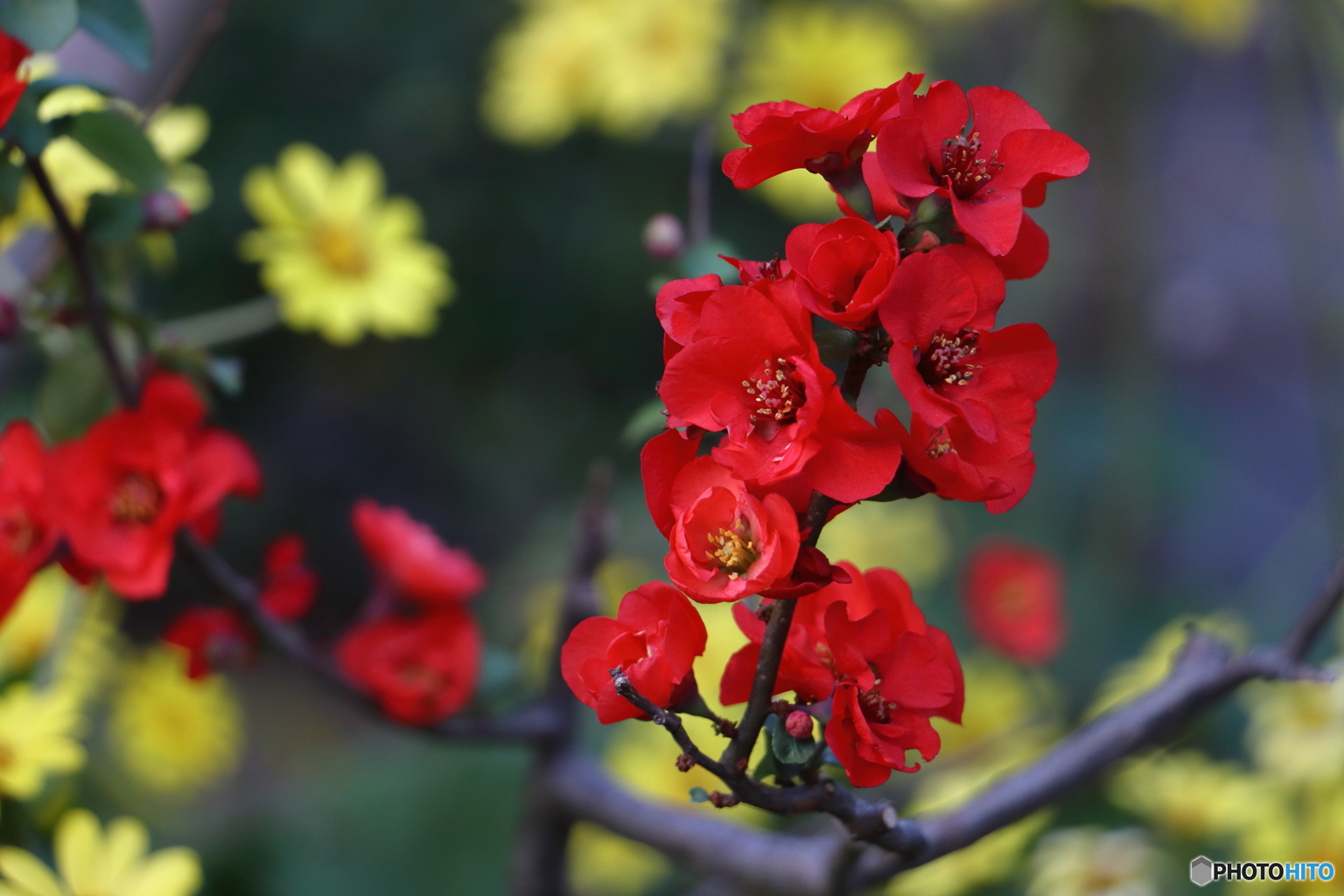 街の花