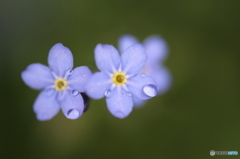 小さな花