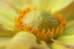 園の花