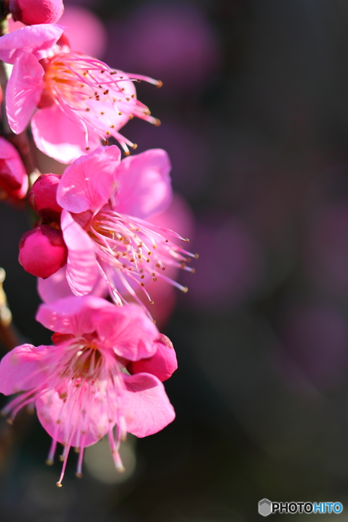 郷土の森