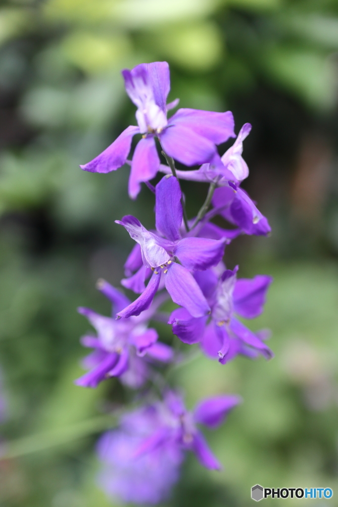 街の花