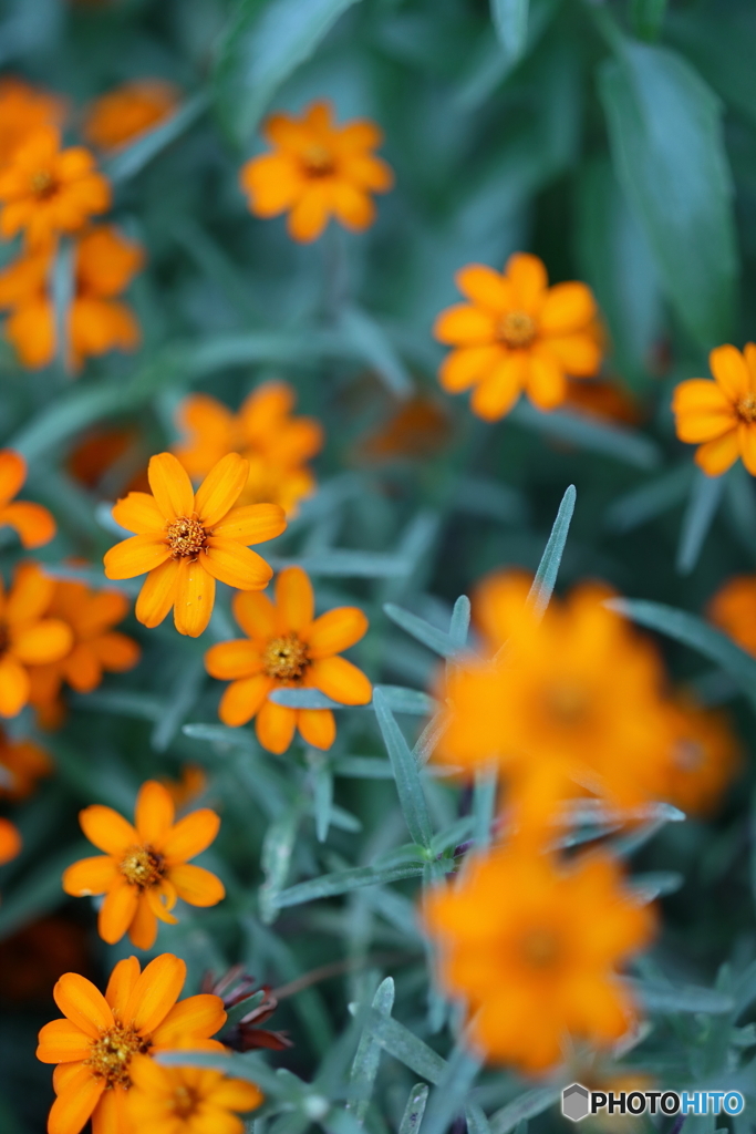 街の花