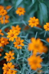 街の花
