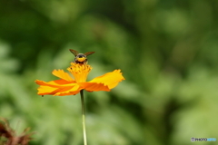郷土の森