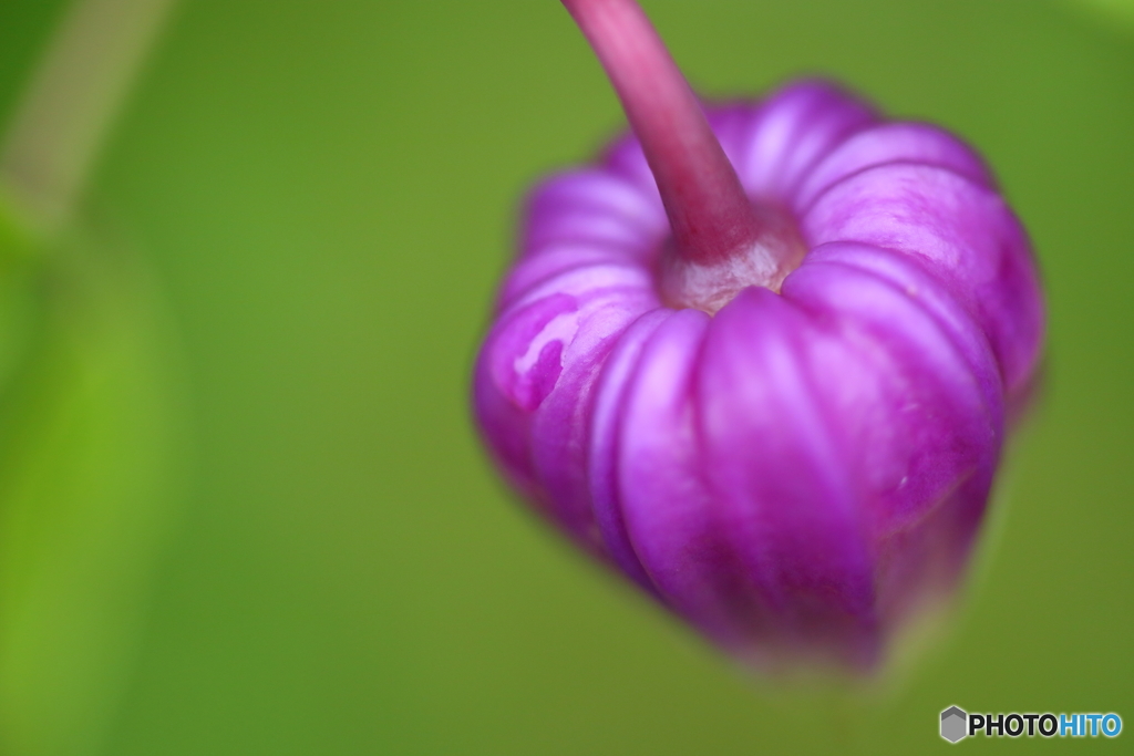 街の花