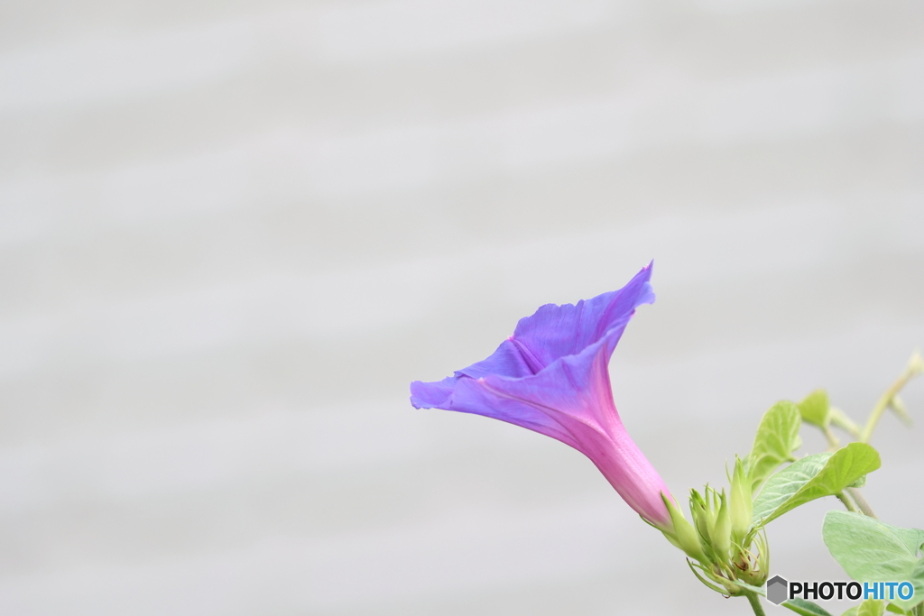 街の花