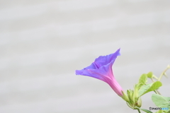 街の花