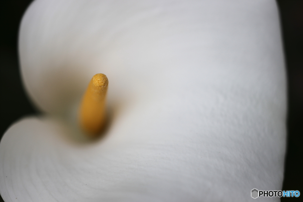 街の花