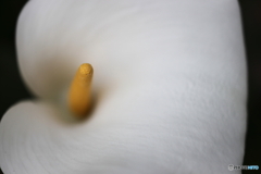 街の花
