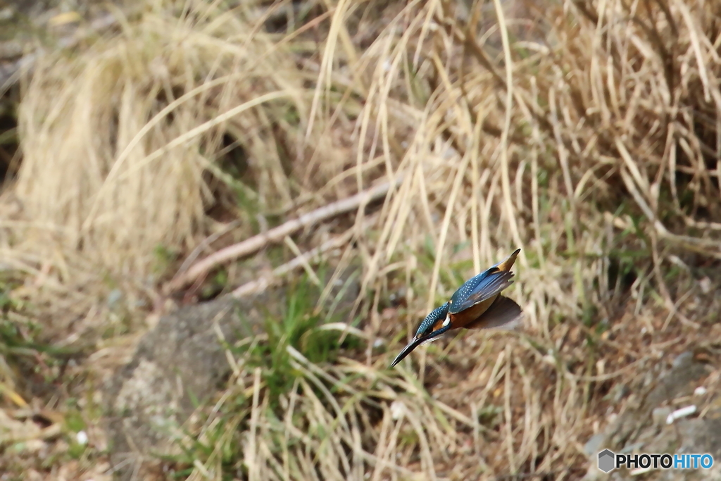 カワセミ