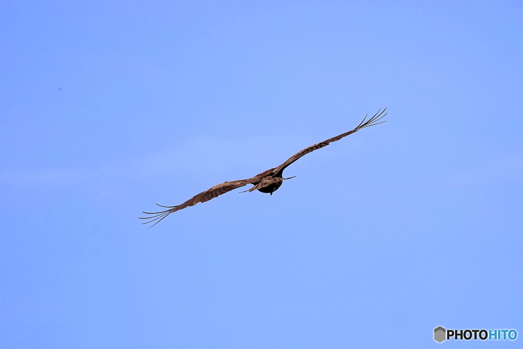 野鳥