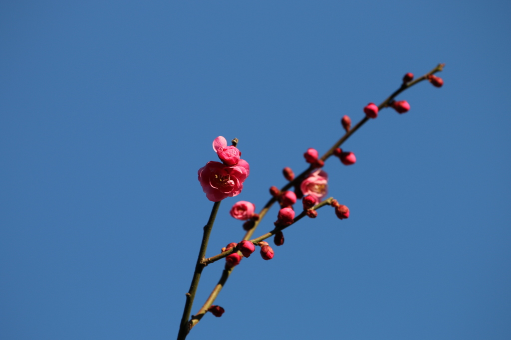 街の花