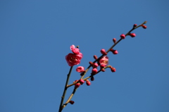 街の花