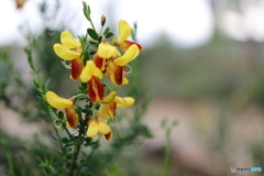 街の花