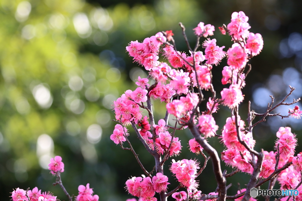 郷土の森 