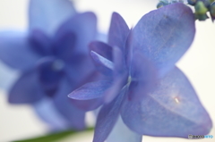 紫陽花