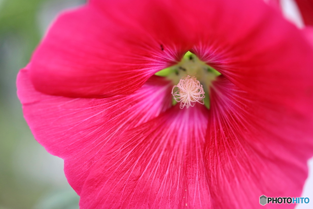 街の花