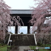 枝垂れ桜