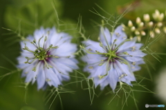 街の花
