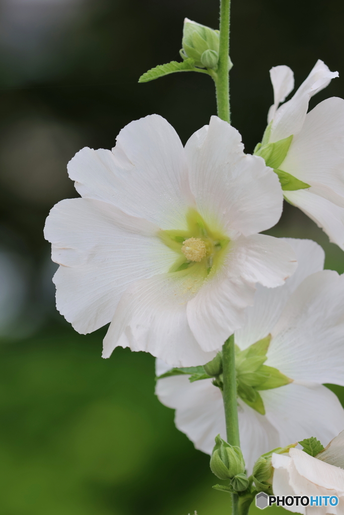 街の花
