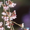 枝垂れ桜