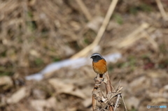 野鳥