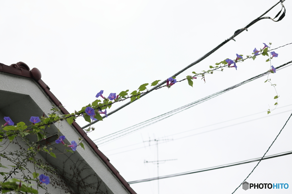 電線朝顔