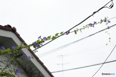 電線朝顔