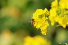 街の花