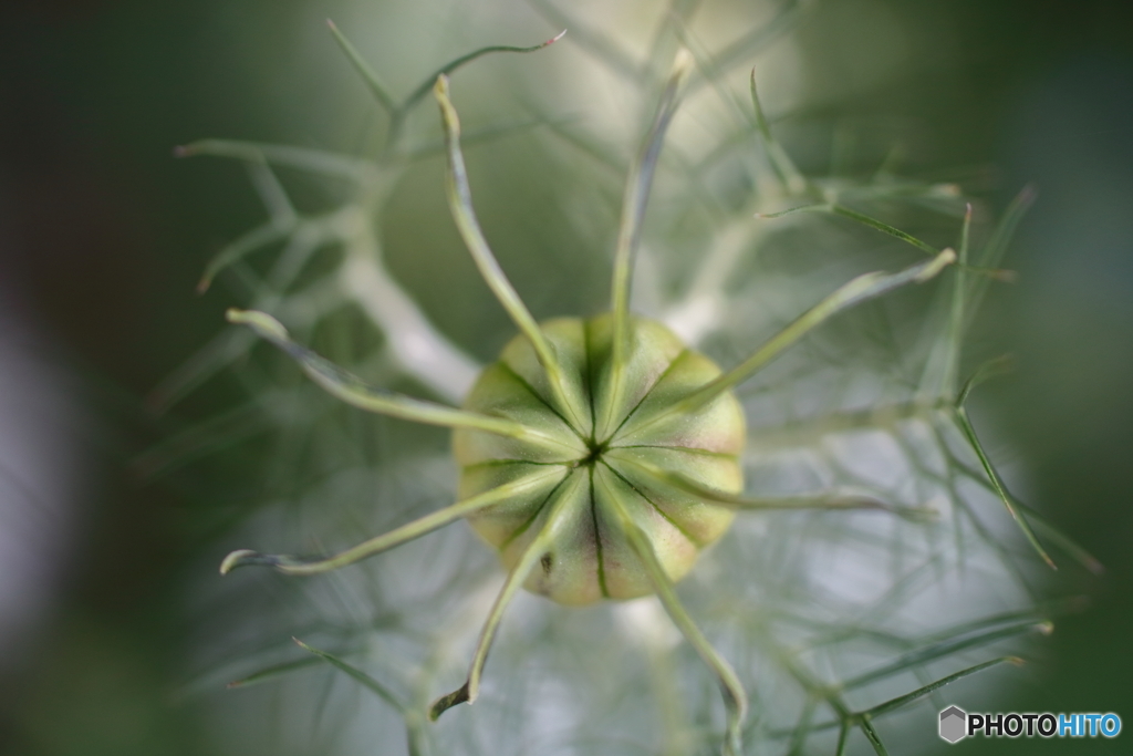 街の花