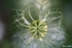 街の花