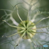街の花