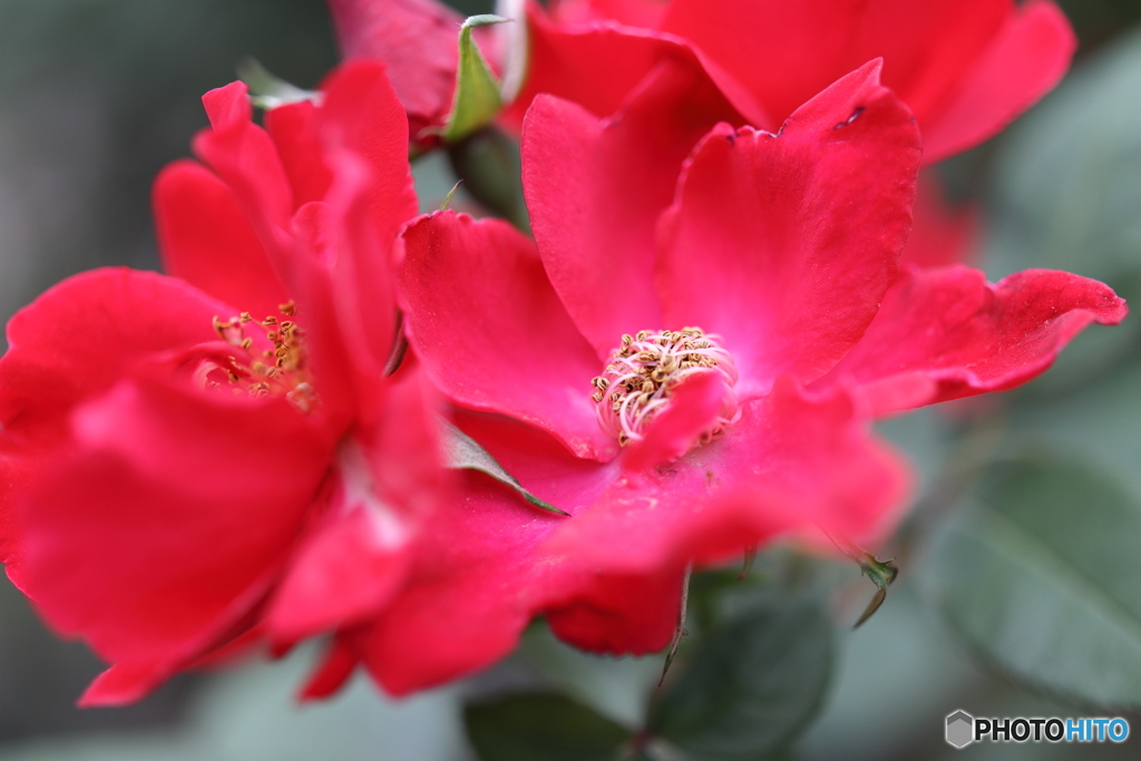 街の花