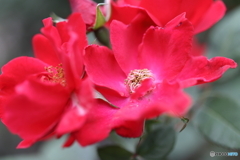 街の花