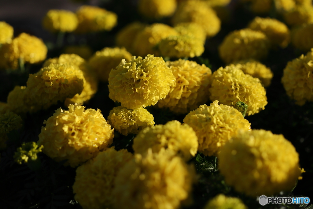 街の花
