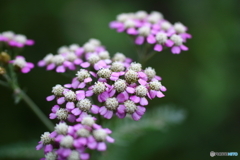 街の花