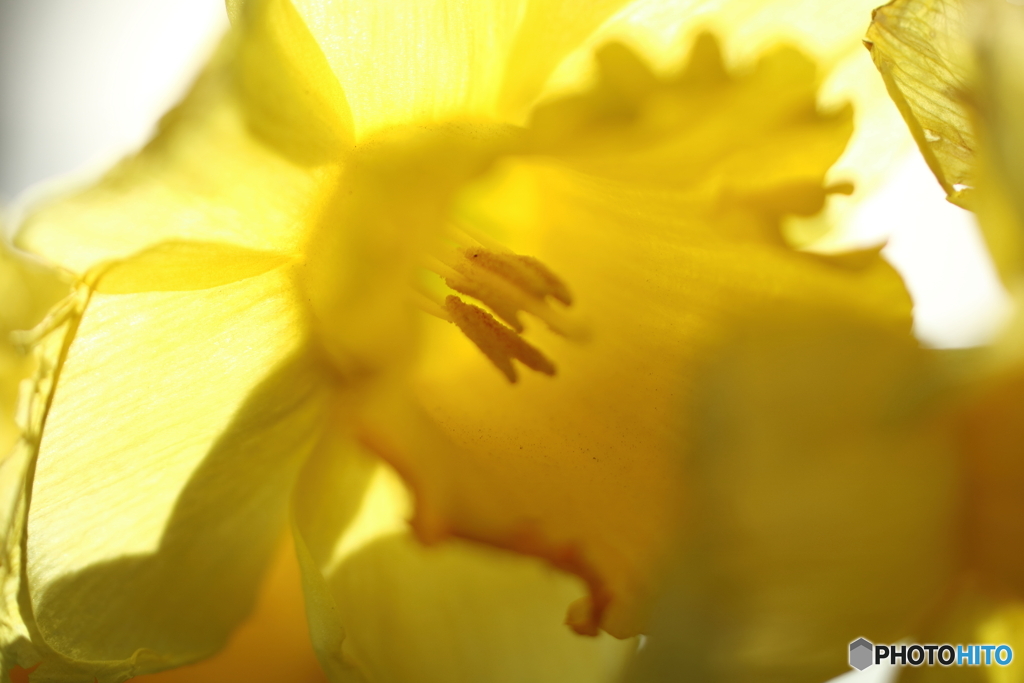 街の花